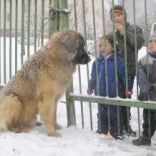 ivan